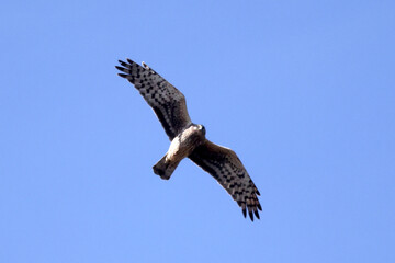 Harrier Hawk in flight over fields in spring sunshine