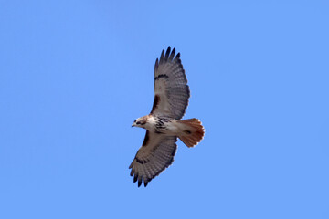 Red Tailed hawk in flight against brilliant blue spring sky