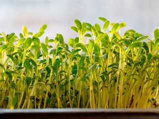 Growing Watercress sprouts. Sprouting Microgreens. Cress salad seed Germination at home. Vegan and healthy eating Green living concept. Sprouted Lepidium sativum Seeds, Micro greens. Organic food