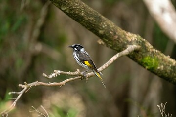 The New Holland Honeyeater common on the southern coasts of Australia, and in tasmania