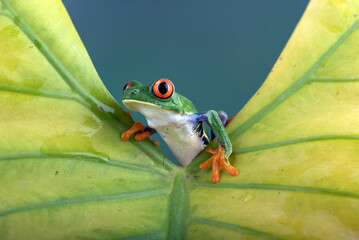 Red-eyed tree frog perched on a leaf