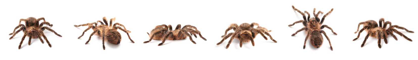 Set of tarantula spider isolated on white