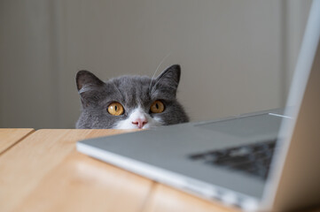British Shorthair cat looking at laptop on desktop