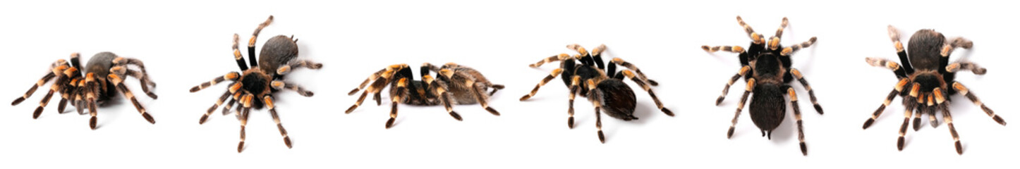 Set of tropical spider isolated on white