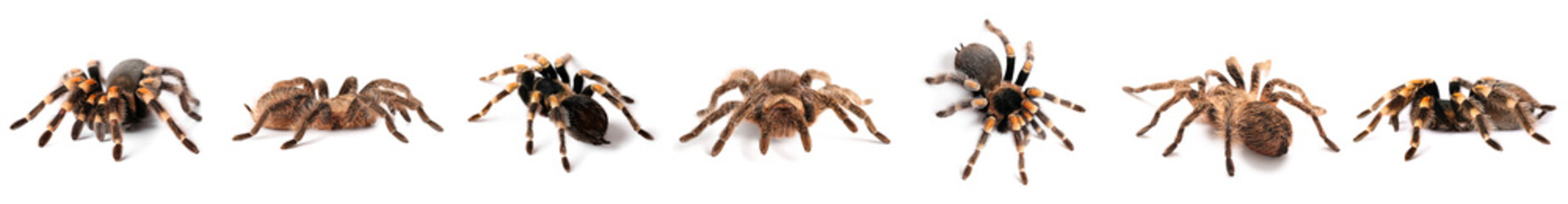 Set of tarantula spiders isolated on white - obrazy, fototapety, plakaty