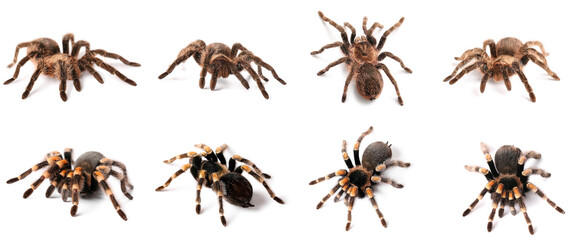 Set of tarantula spiders isolated on white