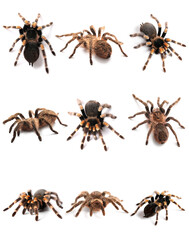 Set of tarantula spiders isolated on white
