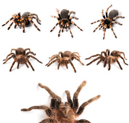 Set of tarantula spiders isolated on white