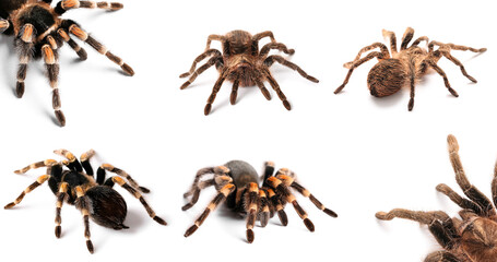 Set of tarantula spiders isolated on white