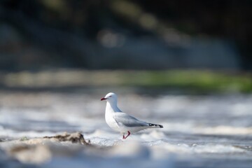 sea gull on a beach in hobart, tasmania, australia 