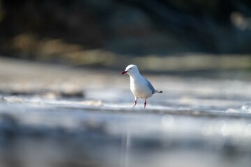 sea gull on a beach in hobart, tasmania, australia 
