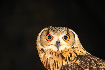 フクロウのようになっているミミズク