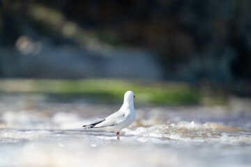 sea gull on a beach in hobart, tasmania, australia 