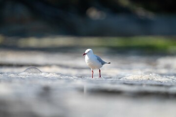 sea gull on a beach in hobart, tasmania, australia 