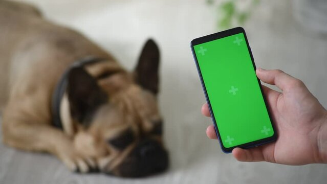 A hand holds a green screen phone to consult a veterinarian or do some shopping for a lying pet.