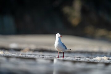 sea gull on a beach in hobart, tasmania, australia 
