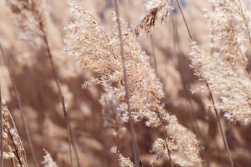 Dry flowers reed as beauty nature background, Abstract natural backdrop. Reeds grass or pampas...