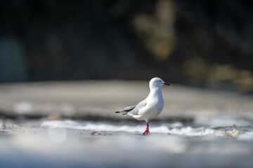sea gull on a beach in hobart, tasmania, australia 