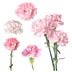 Set of beautiful carnation flowers isolated on white