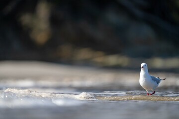 sea gull on a beach in hobart, tasmania, australia 