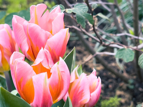 Pink Tulips in the Spring