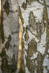 Birch trees with typical white bark in a forest in Germany