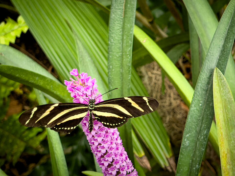 Butterfly on Pink Flower