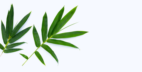 Bamboo leaves on white background.