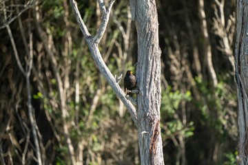Naklejka na ściany i meble Bird in a clothe in tasmania, australia