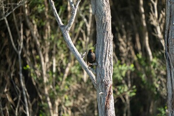 Bird in a clothe in tasmania, australia