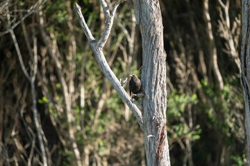 Bird in a clothe in tasmania, australia
