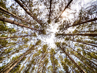 View of Pine Trees looking skyward