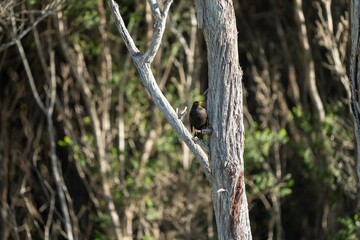 Bird in a clothe in tasmania, australia
