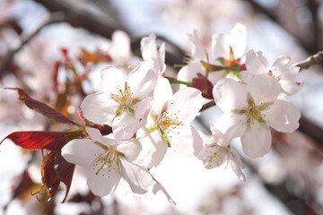 咲き誇る桜の花