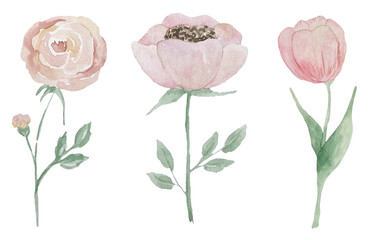Watercolor pastel pink flower with greenery illustration. Pink blue flower, green leaves individual elements collection for bouquets, wreaths, wedding invitations