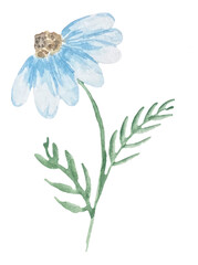 Watercolor pastel white blue chamomile with greenery illustration. Pink blue flower, green leaves individual elements collection for bouquets, wreaths, wedding invitations