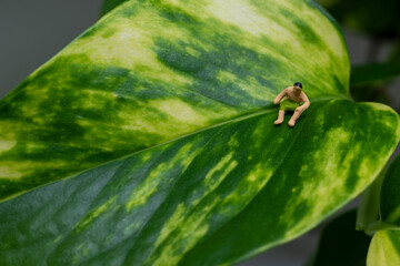 ポトスでリフレッシュ