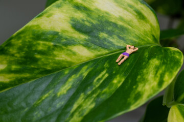 ポトスで日光浴