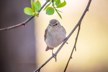 Common chiffchaff, lat. phylloscopus collybita, sitting on branch of bush in spring and looking for food