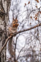 The squirrel with nut sits on a branches in the spring or summer.