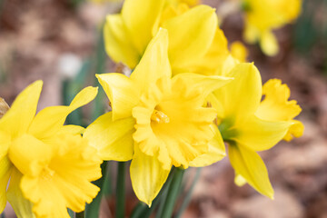 Obraz premium Daffodil Narcissus pseudonarcissus, also called common daffodil or trumpet narcissus, close up, background