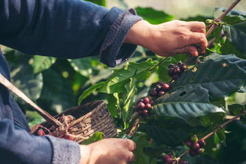 Man Hands harvest coffee bean ripe Red berries plant fresh seed coffee tree growth in green eco...
