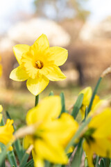 Fototapeta premium Daffodil Narcissus pseudonarcissus, also called common daffodil or trumpet narcissus, close up, background