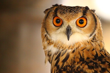 羽角が目立たないベンガルワシミミズク