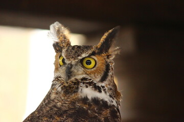 黄色い瞳のアメリカワシミミズク