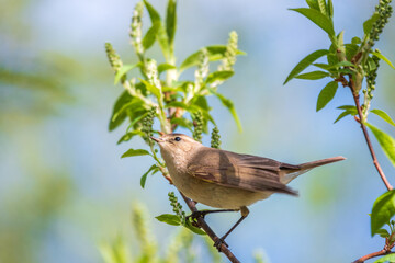 Common chiffchaff, lat. phylloscopus collybita, sitting on branch of bush in spring and looking for food