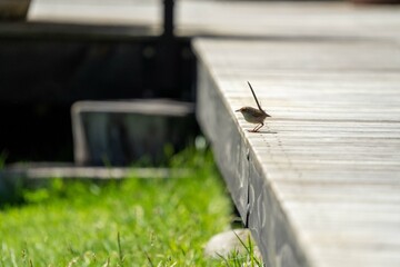 sparrow on a deck in australia