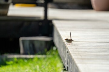 sparrow on a deck