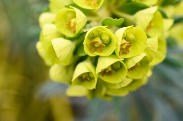 Unique yellow flowers of a Euphorbia plant blooming in a winter garden, as a nature background
