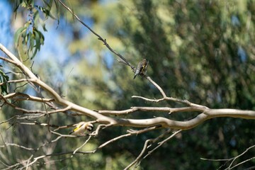 gum tree branches australia